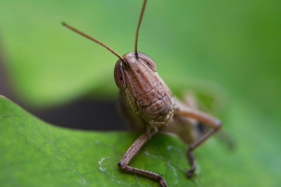 grasshopper manual pdf free download